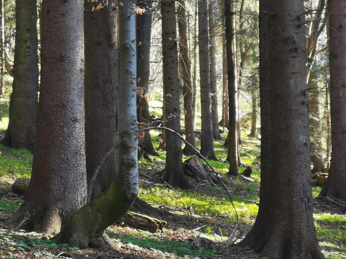 Cabana Fantanita Cu Brazi Poiana Brasov Buitenkant foto