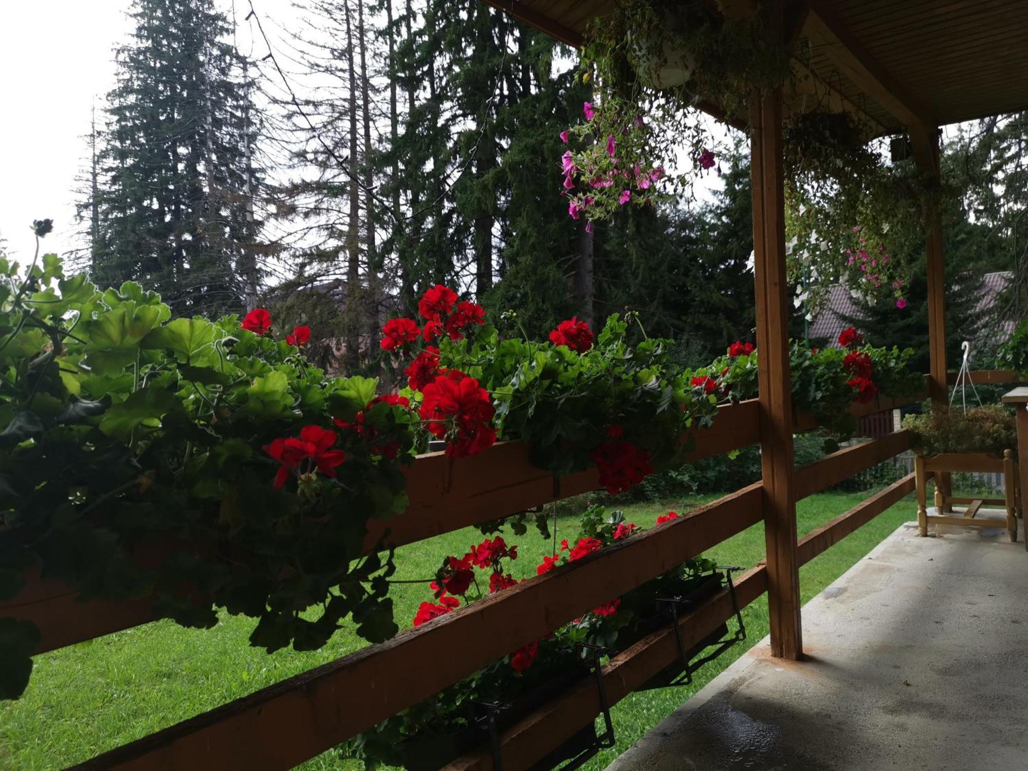 Cabana Fantanita Cu Brazi Poiana Brasov Buitenkant foto