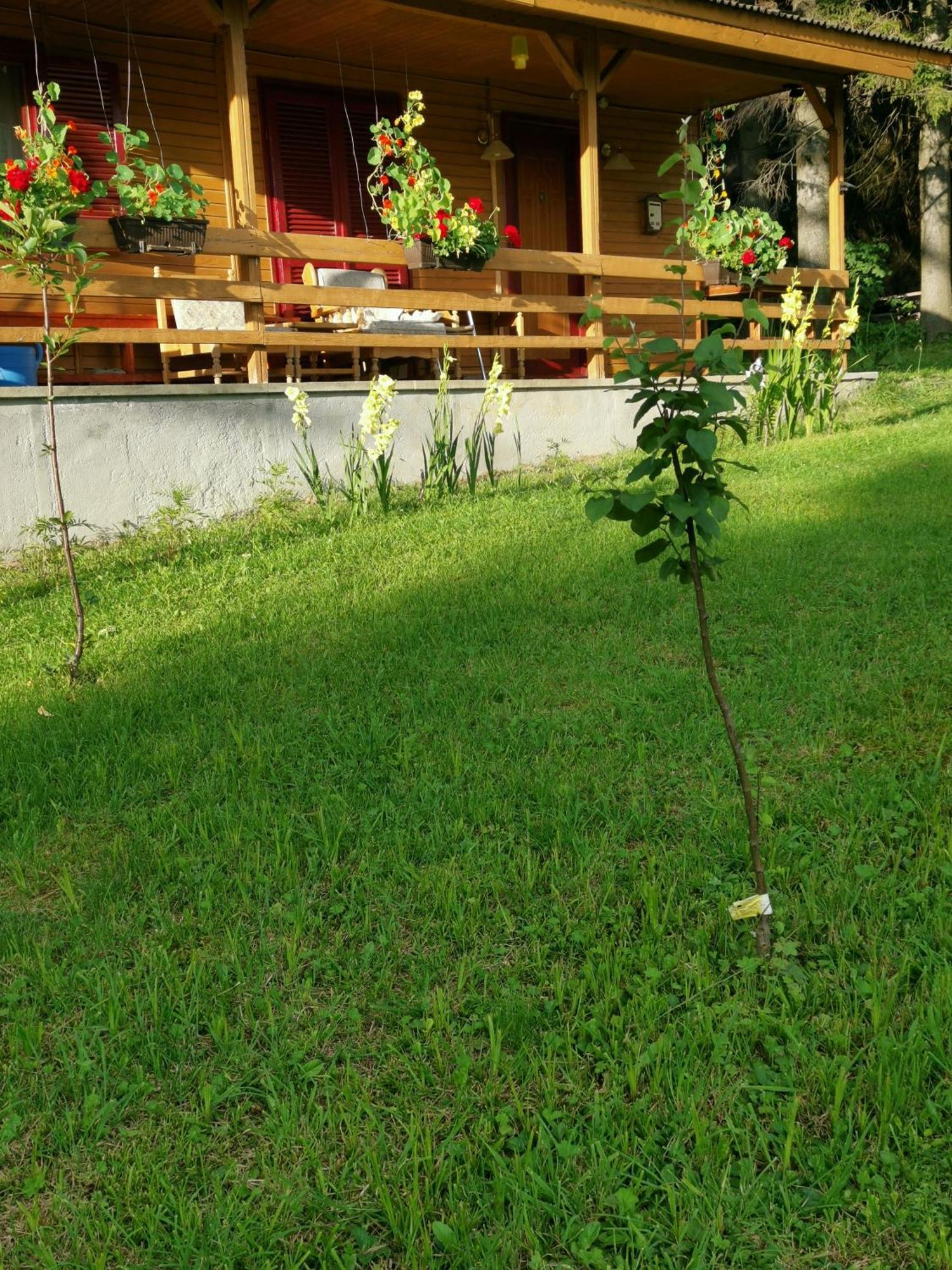 Cabana Fantanita Cu Brazi Poiana Brasov Buitenkant foto